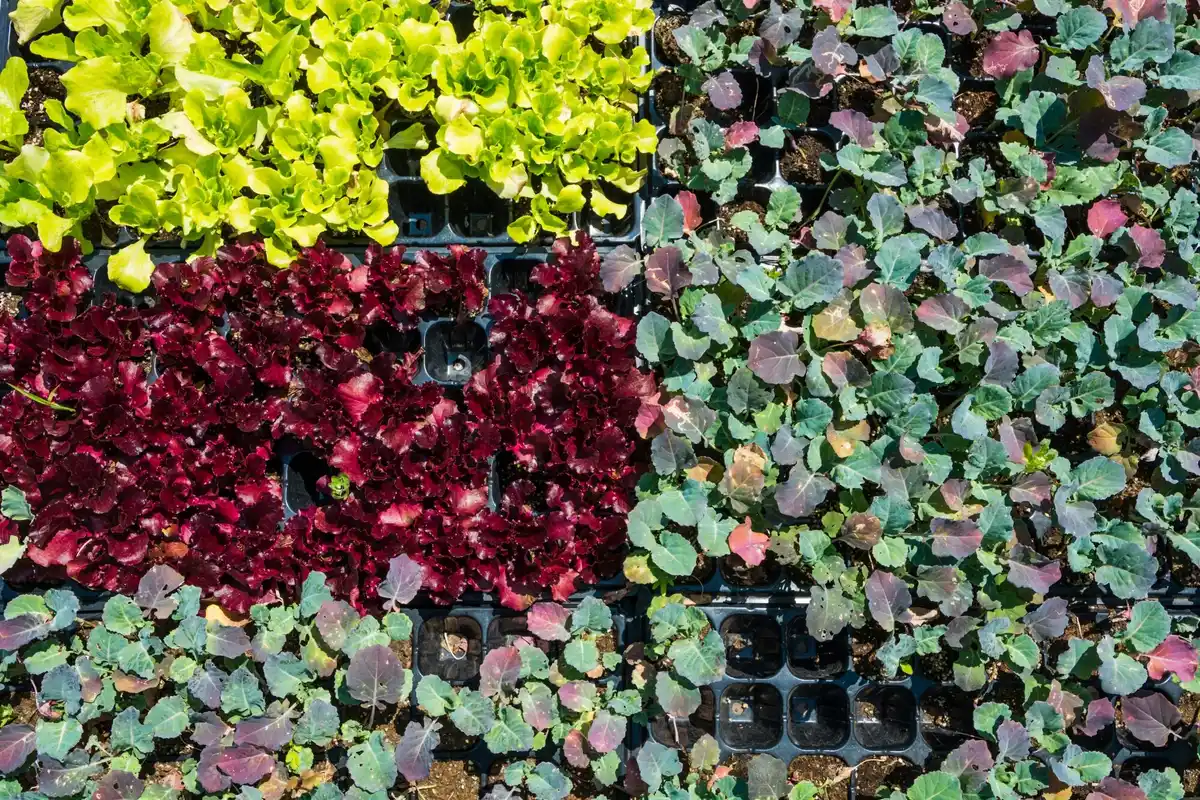 circular vegetable garden bed from above