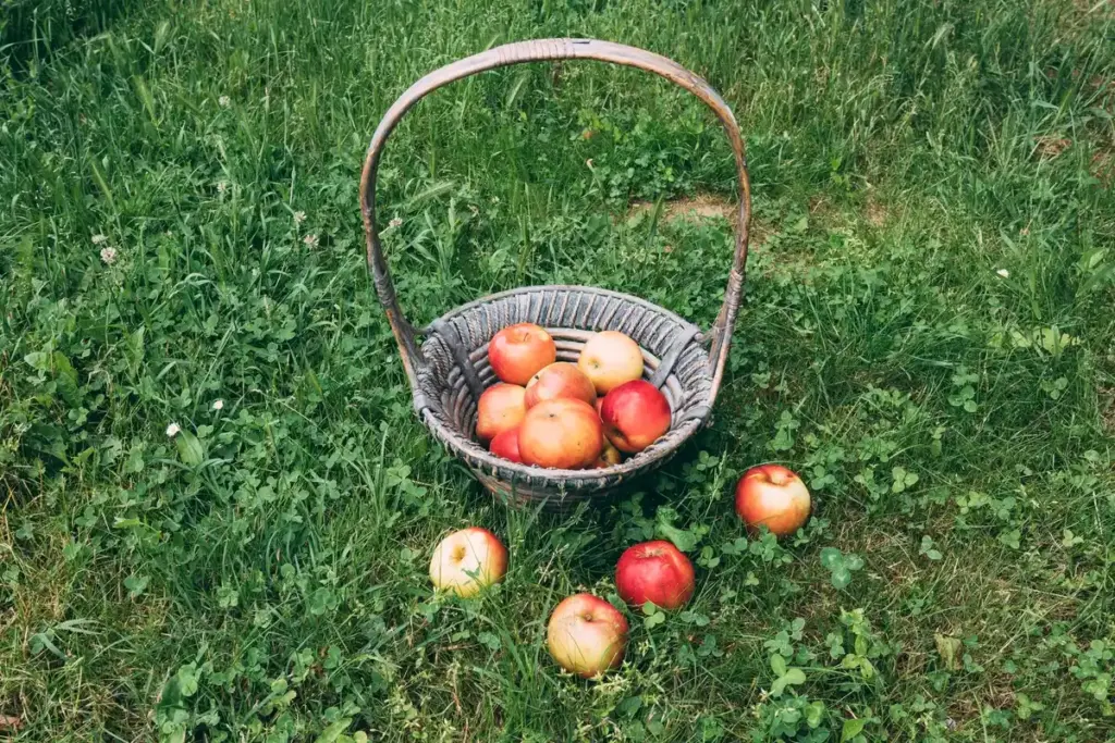 old apple tree ring barking traditional pruning Dutch garden