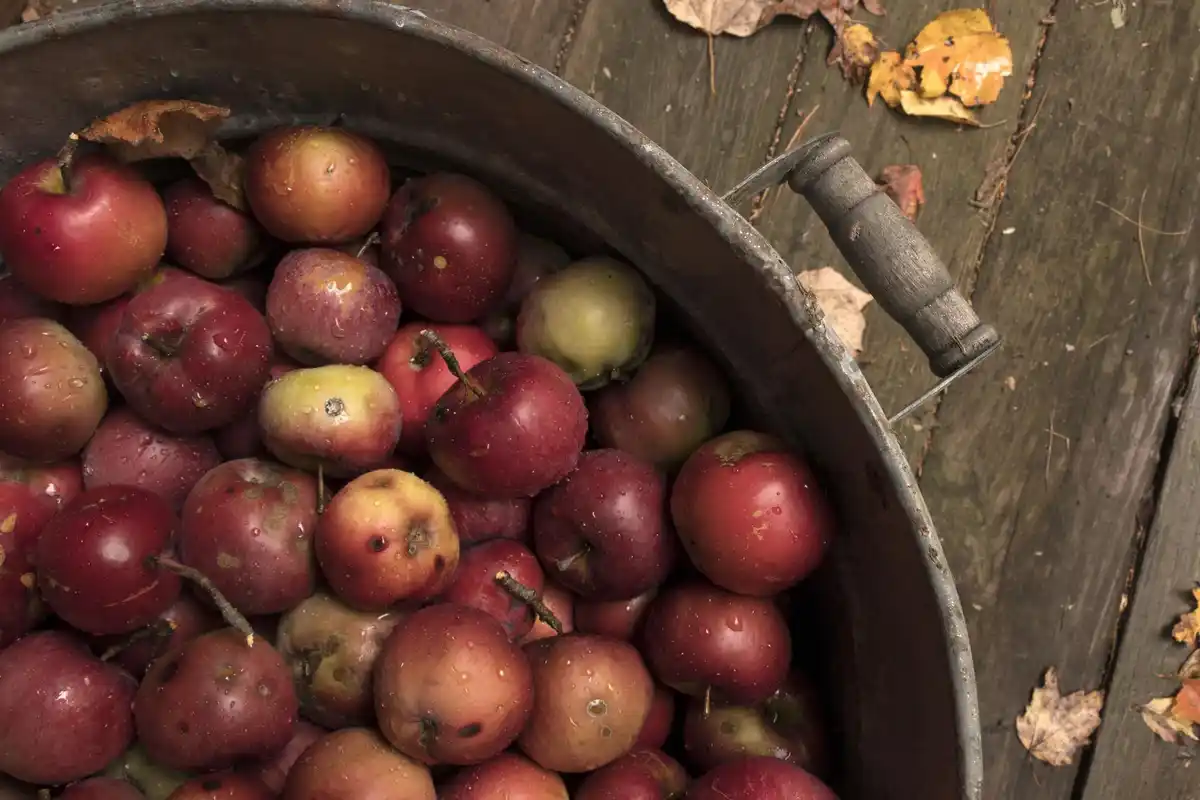 dutch apple harvest full baskets garden