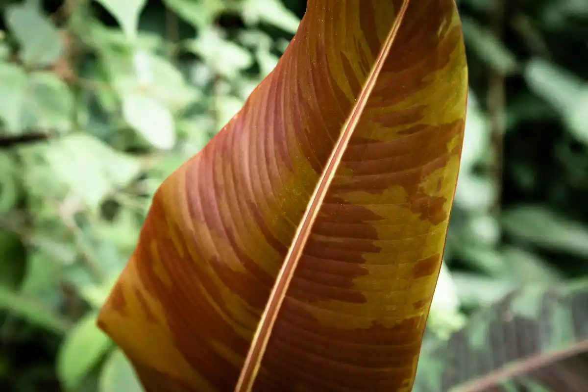 banana peel fertilizer roots macro garden Netherlands