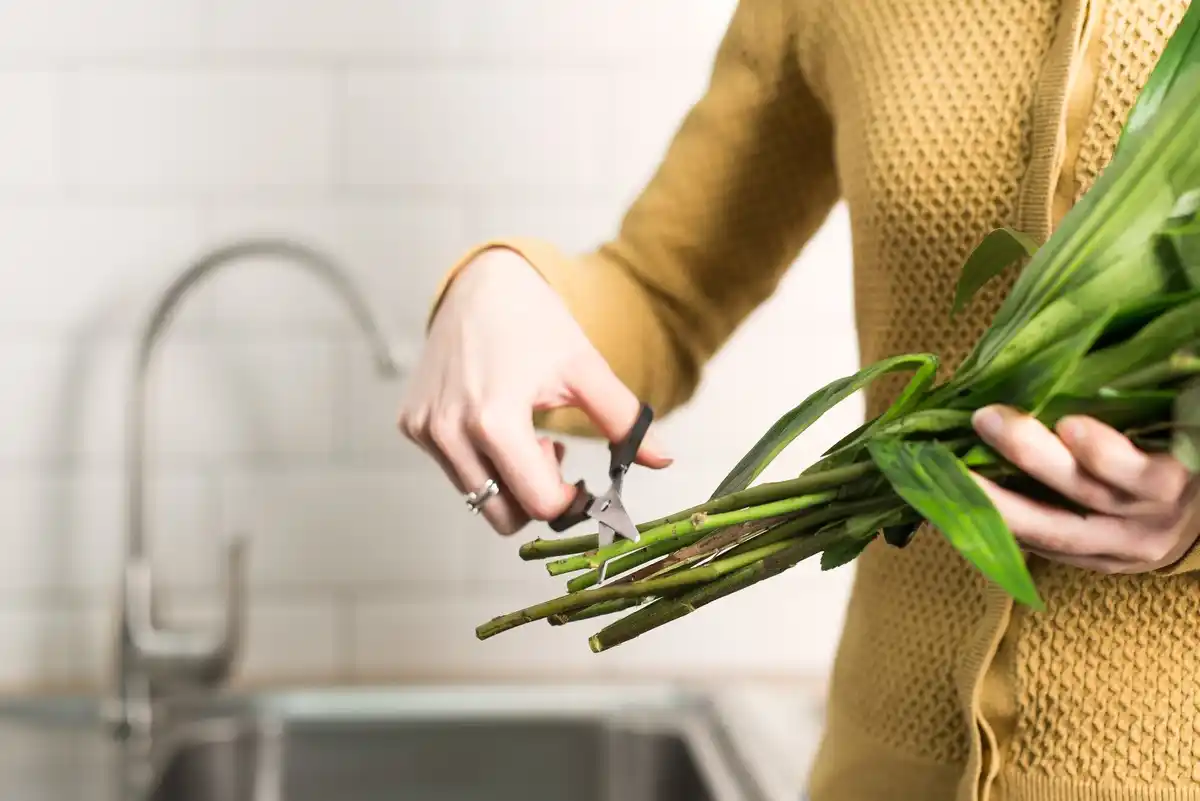 cleaning plant leaves with banana peels