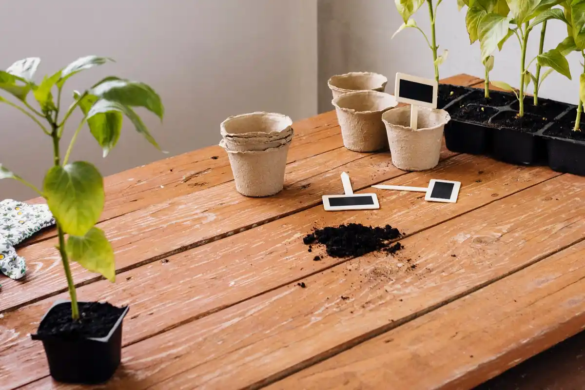 Germinating seeds from supermarket fruits on Dutch kitchen table