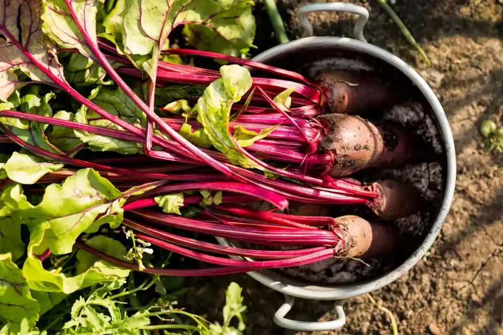 rhubarb plant taking over vegetable garden