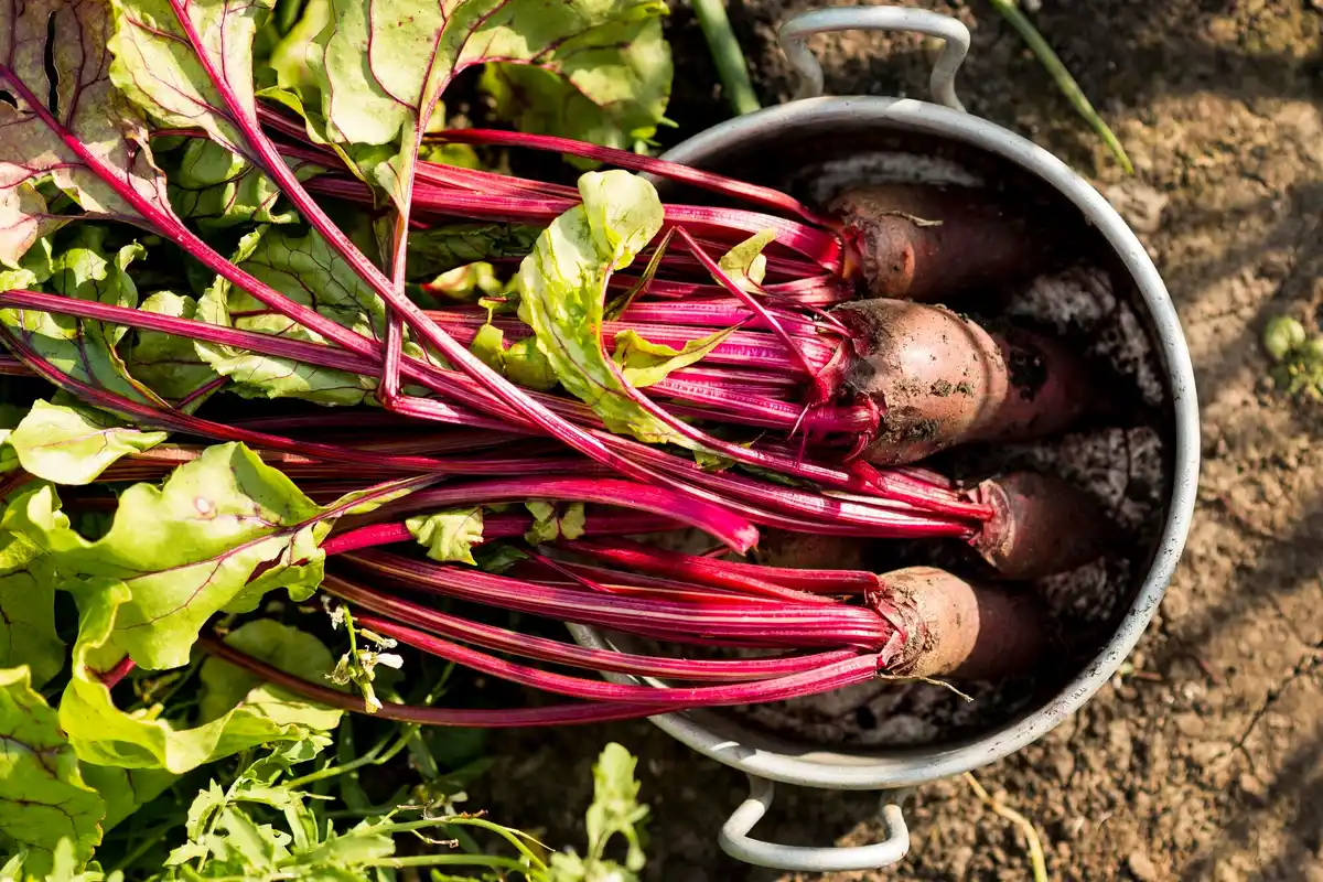 rhubarb plant taking over vegetable garden