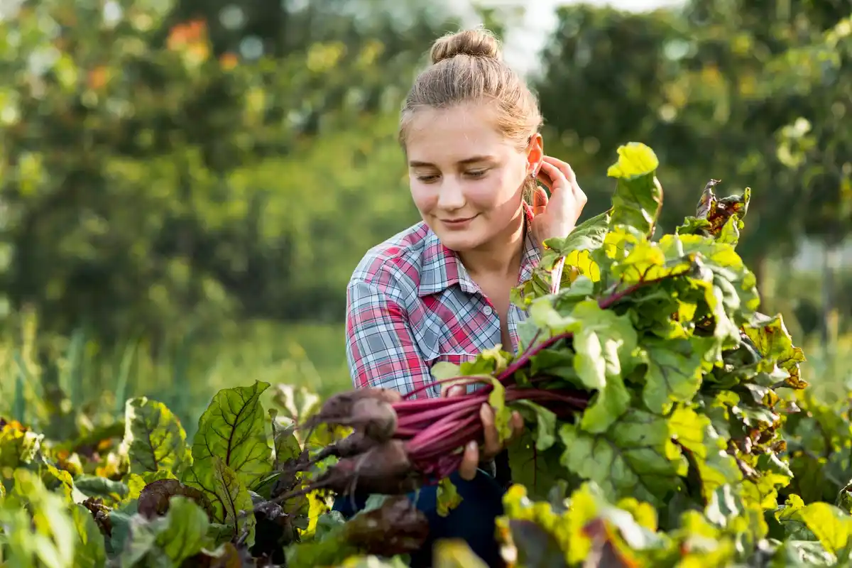 rhubarb plant invasive garden problem