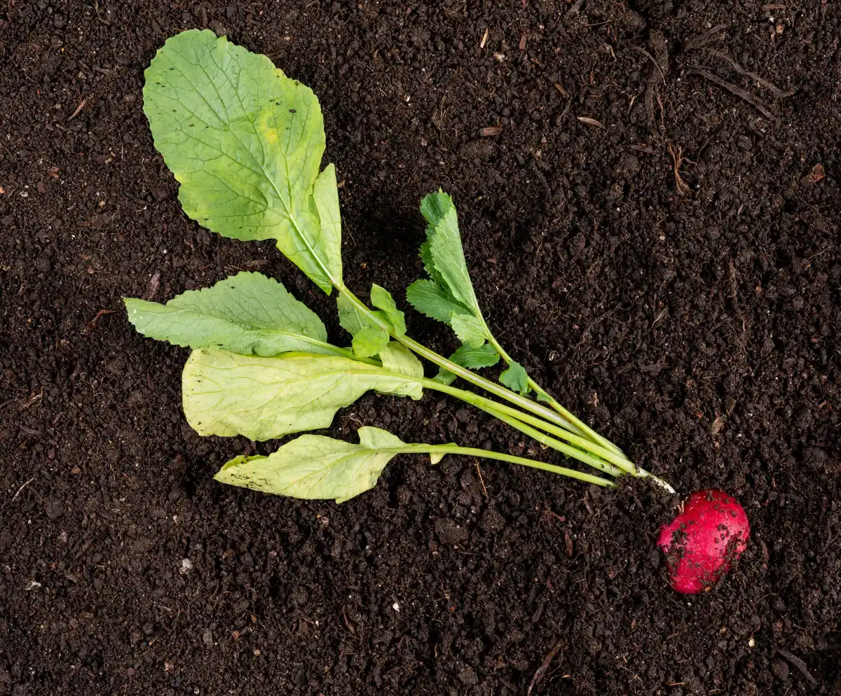 raised bed vegetable garden with rhubarb