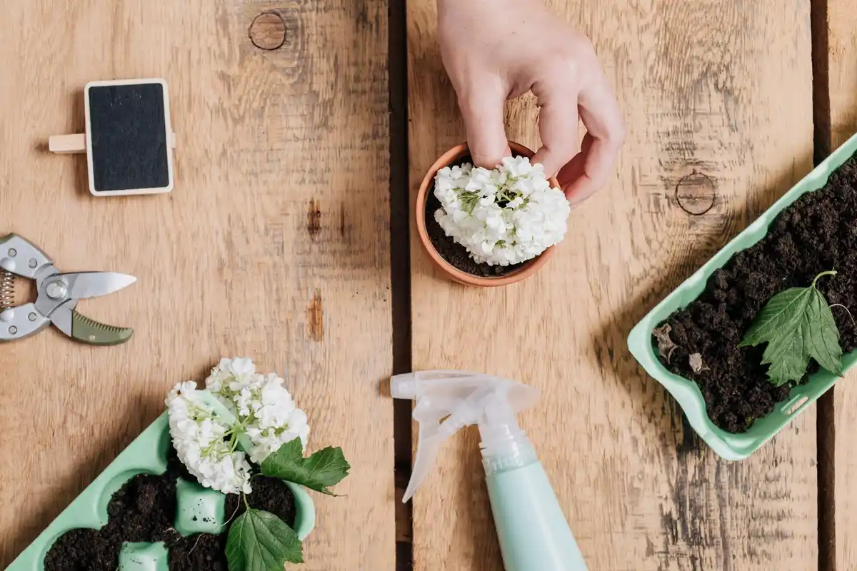 hand sprinkling coffee grounds around flowers in Dutch garden