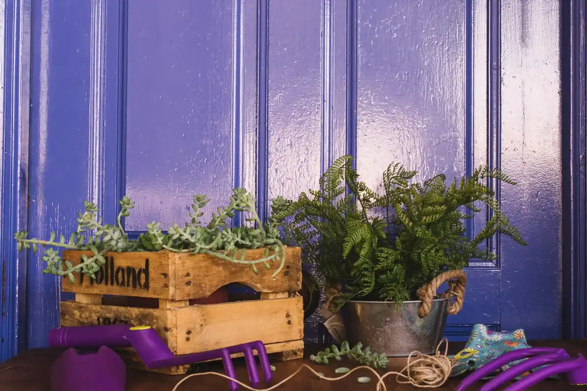 grow plants under old window frame holland