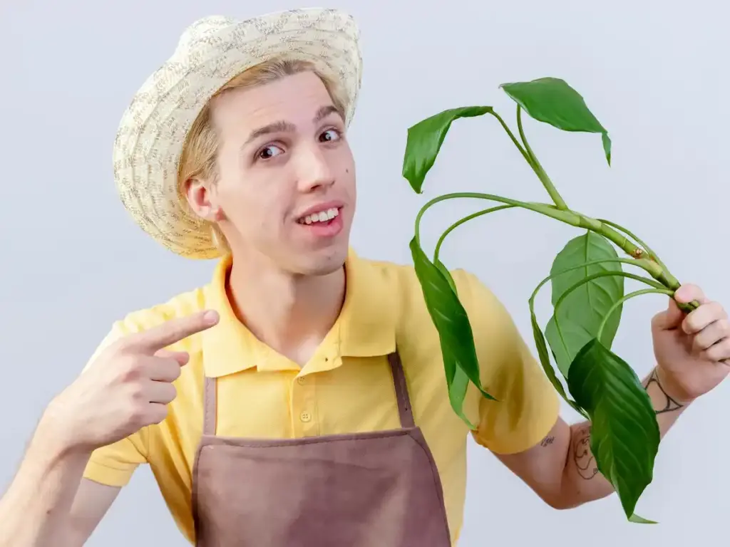 dutch greenhouse mistakes vegetables