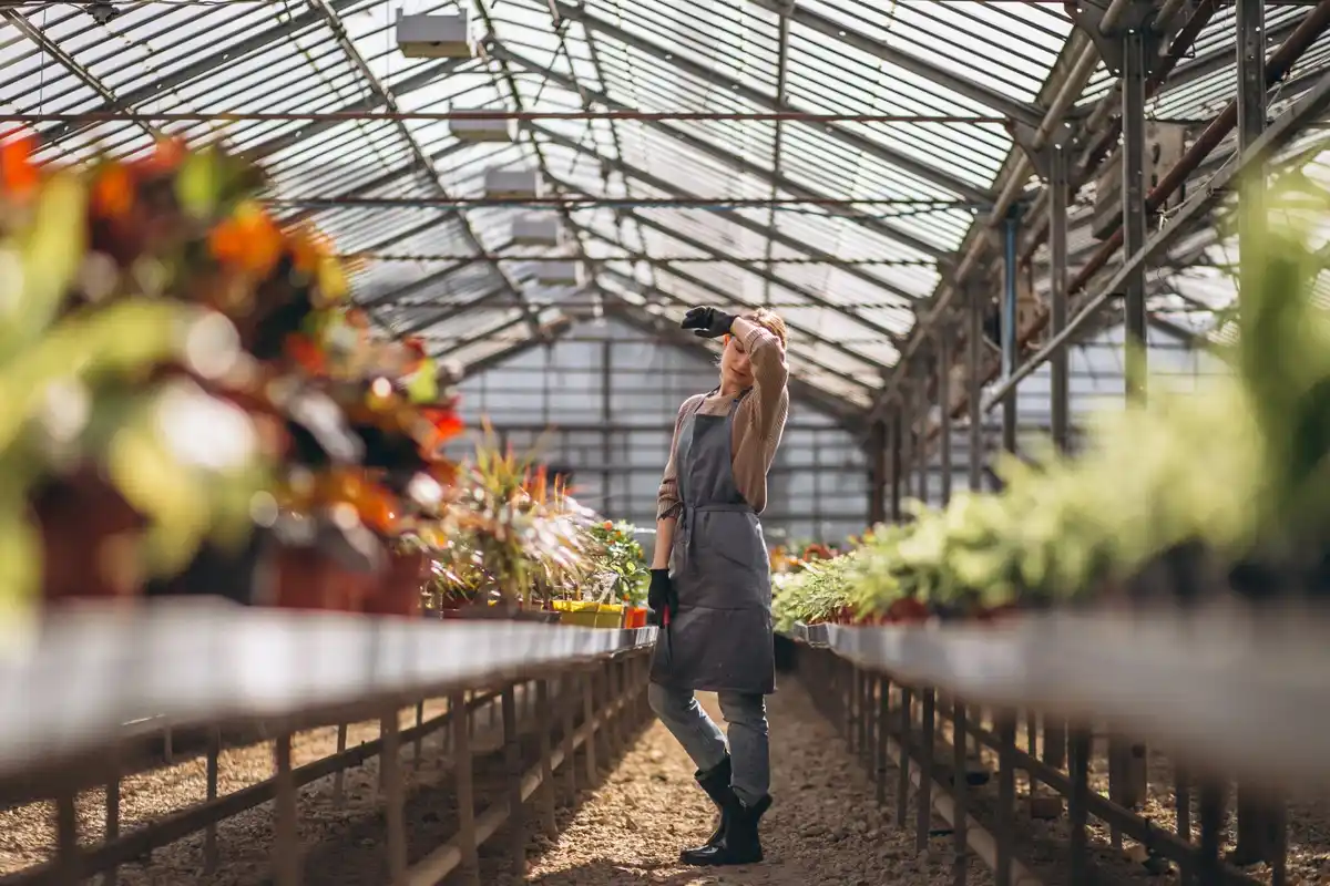 netherlands greenhouse growing vegetables
