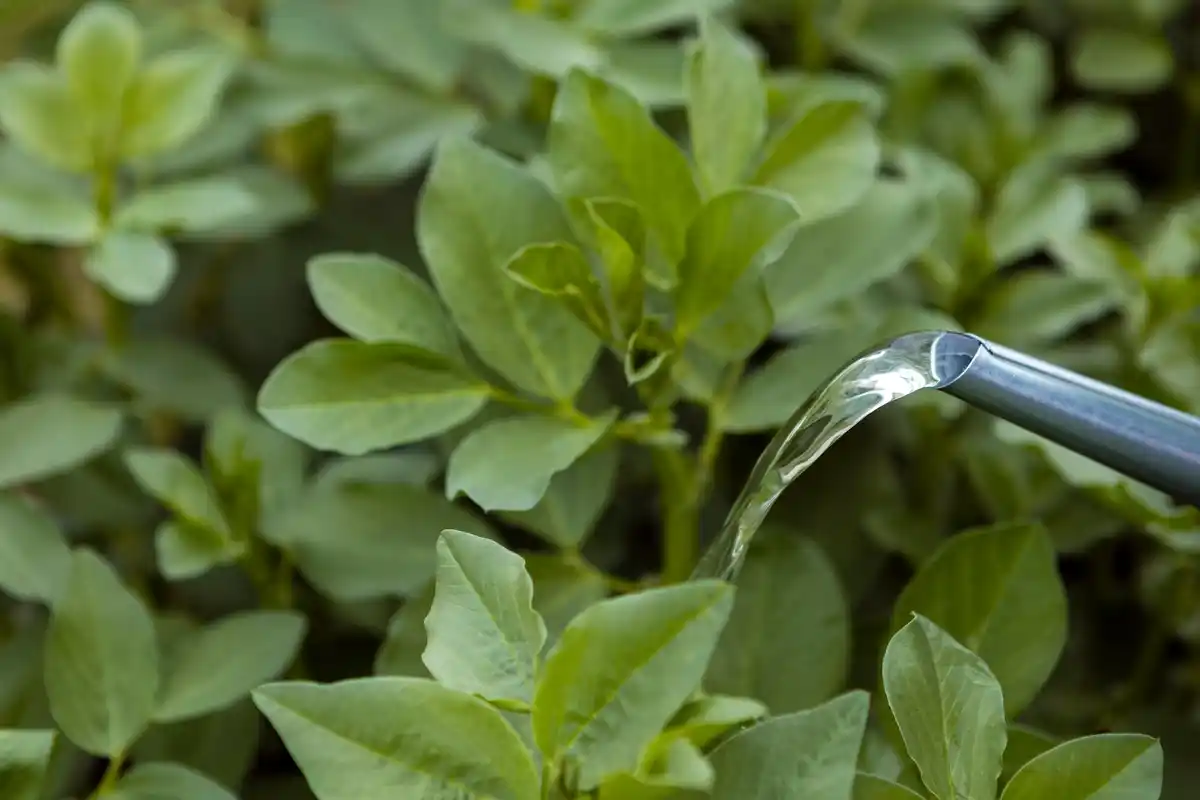 pouring vinegar on weeds garden Netherlands
