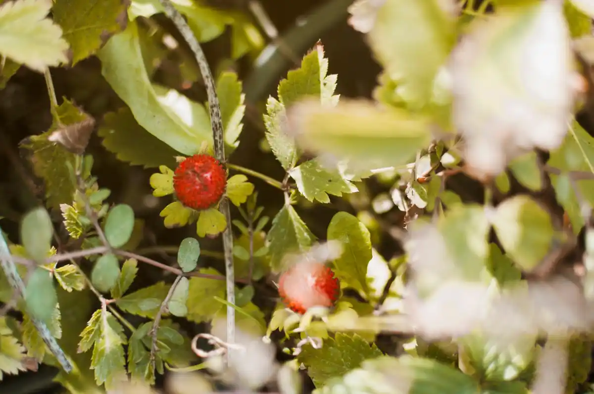 dutch blueberry bush with brown leaves closeup