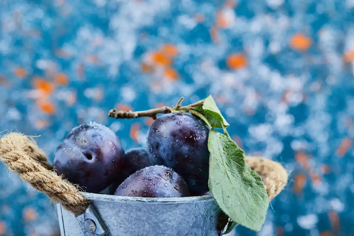 watering blueberry bush rain barrel Dutch garden