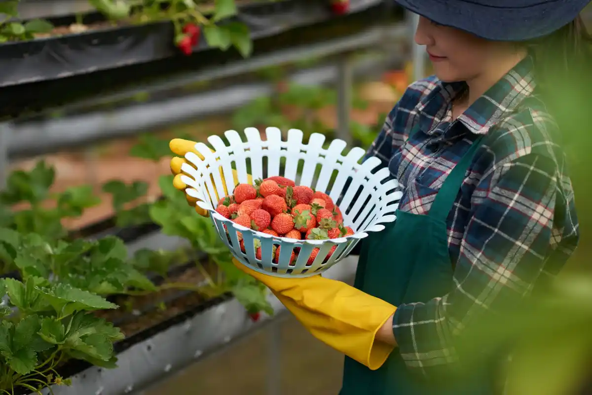 companion planting strawberries onions dutch garden