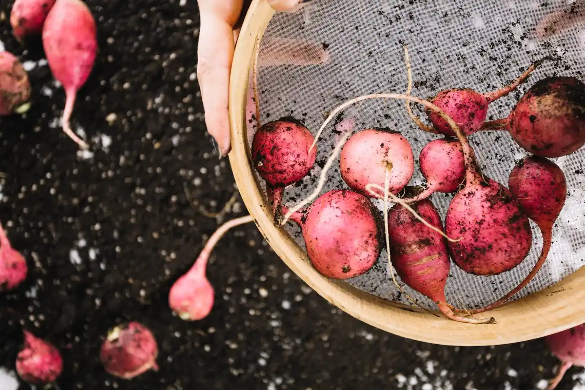 Winter Dutch radish gardening
