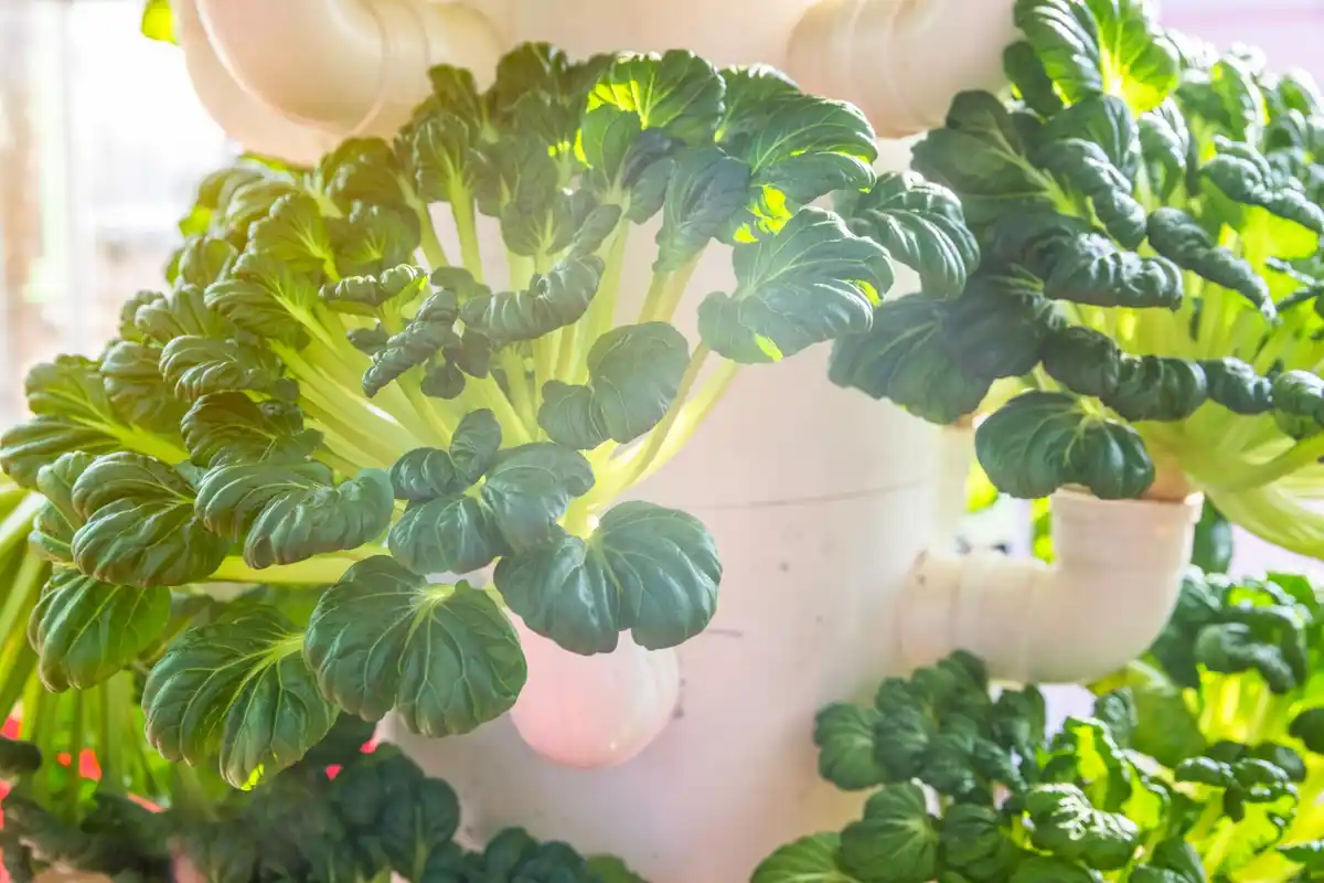 Dutch winter garden with radish plants in greenhouse