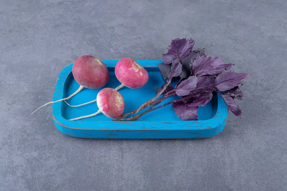 Freshly harvested winter radishes in Dutch kitchen setting