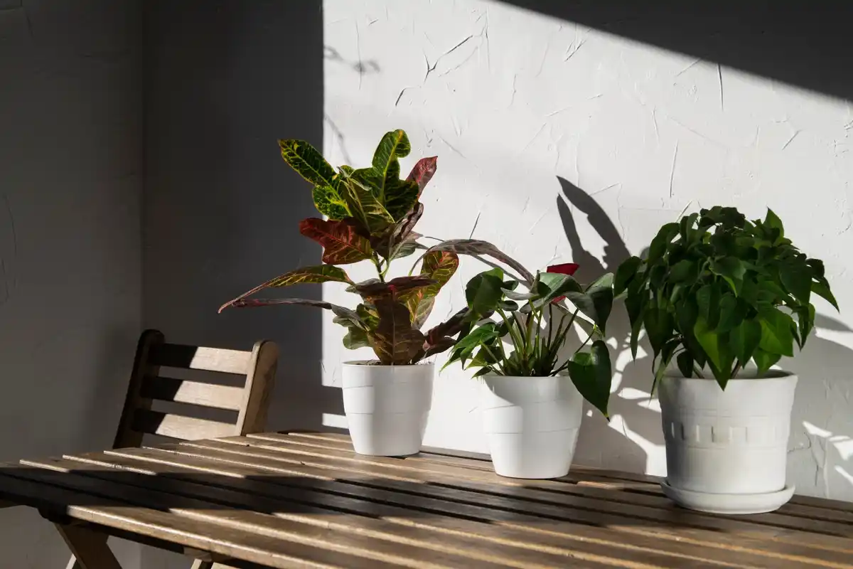 dutch houseplants on windowsill spring sunlight