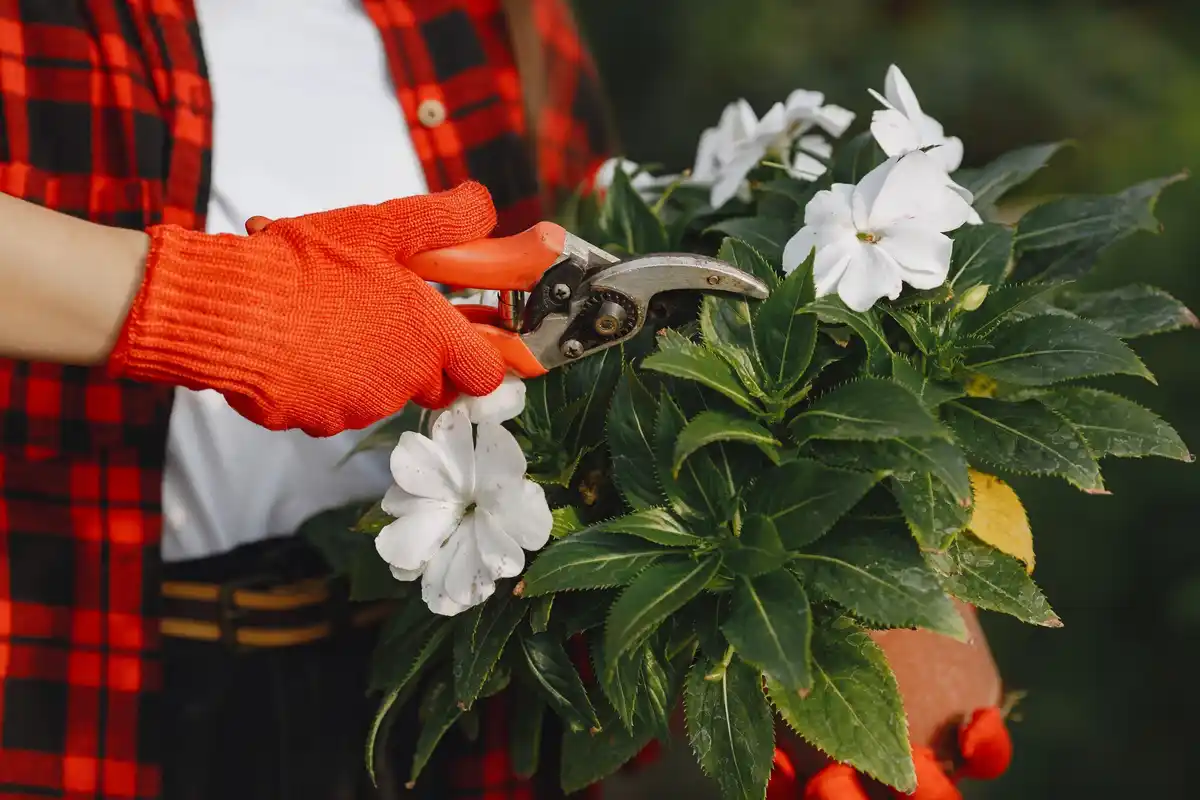 Dutch garden closeup person using Japanese hori hori knife tool