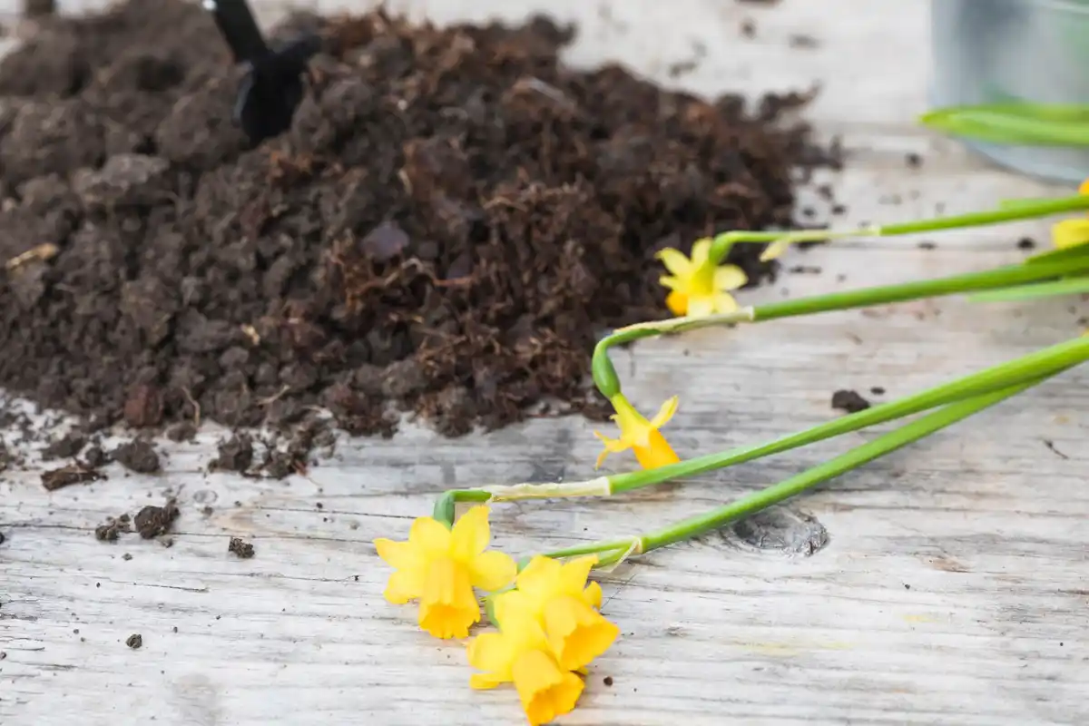 egg shells in soil, Dutch garden, close up, planting