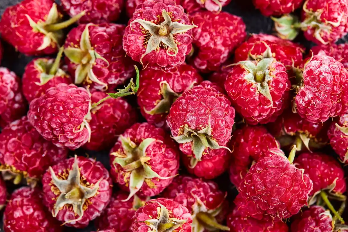 close up healthy raspberry plants growing
