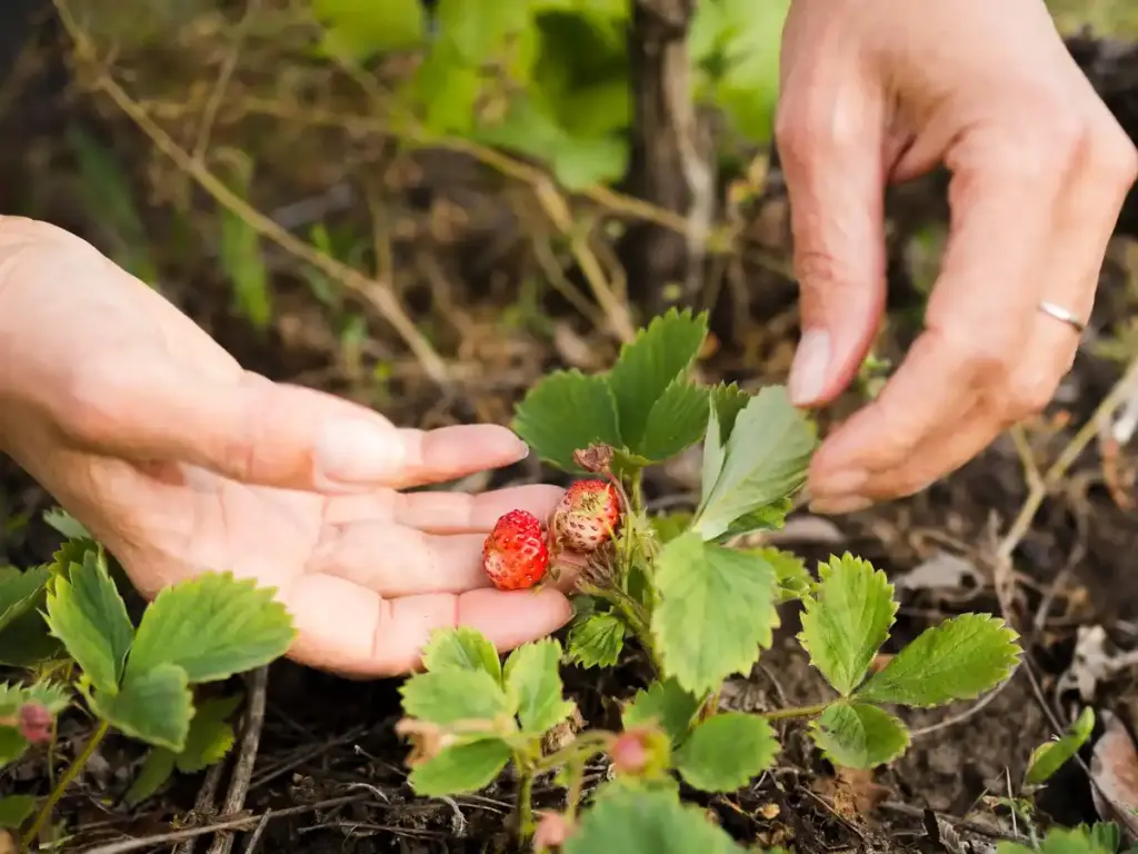 strawberry plant pruning Netherlands spring