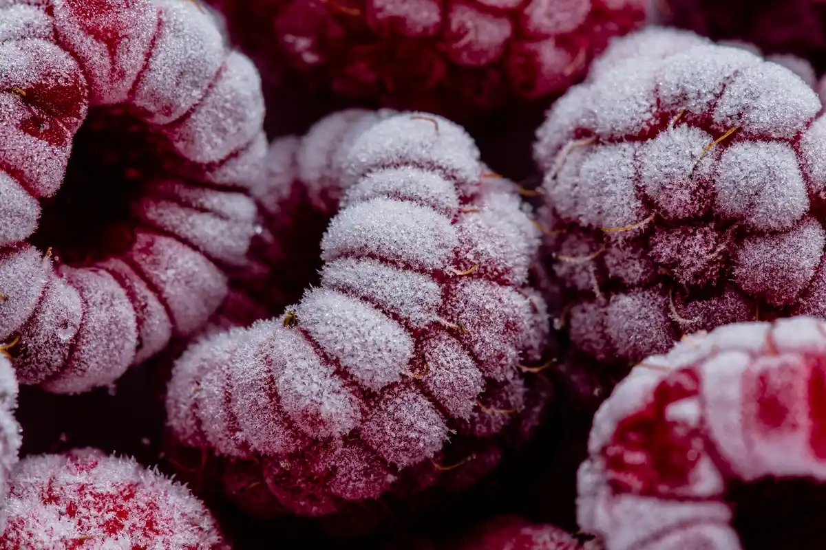 strawberry plant winter pruning closeup netherlands