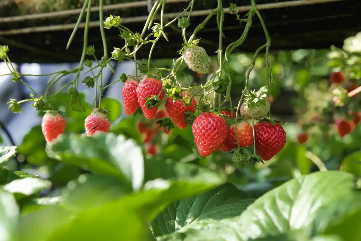fresh strawberry plant in spring sunlight closeup netherlands garden