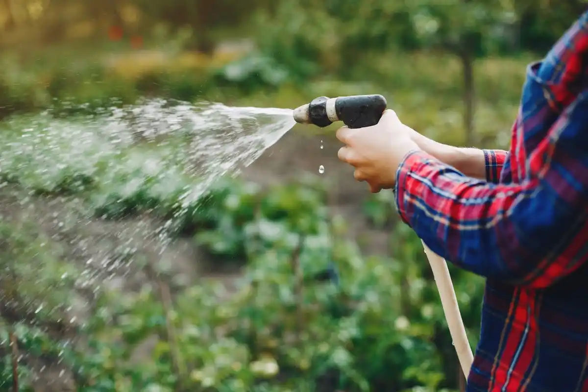 watering vegetable garden with warmed garden hose water