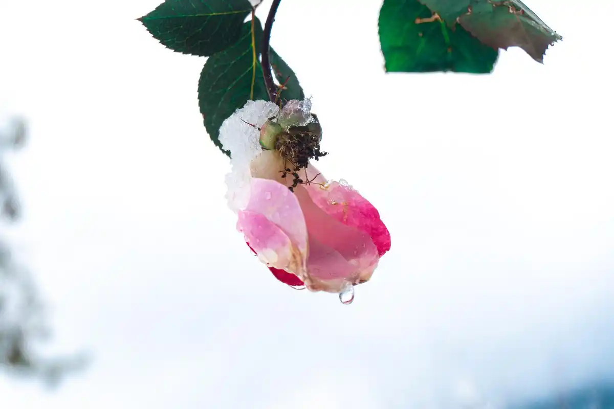 feng shui garden mistake pink flowers