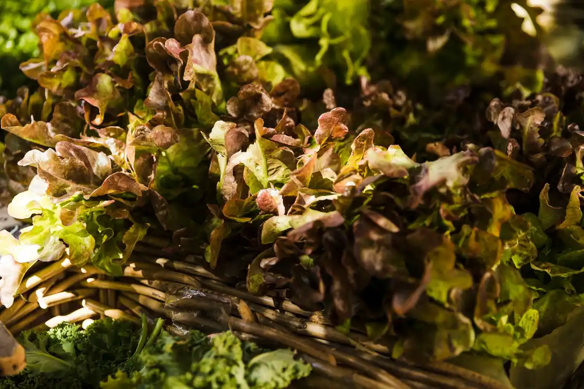 lettuce watering evening garden netherlands