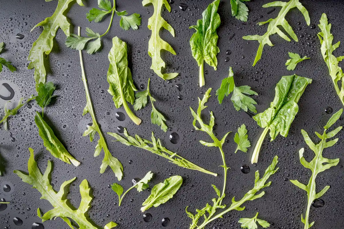 lettuce close up evening moisture netherlands