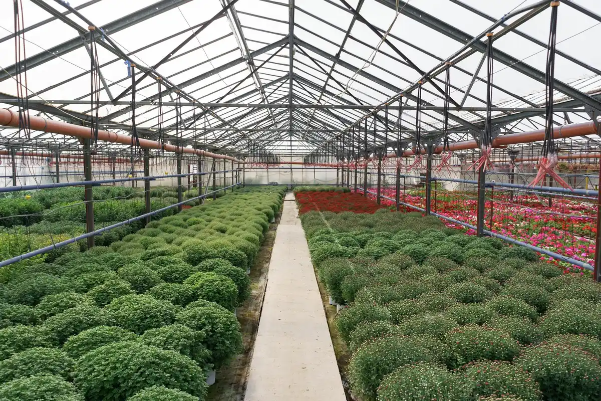 Dutch greenhouse winter inside view