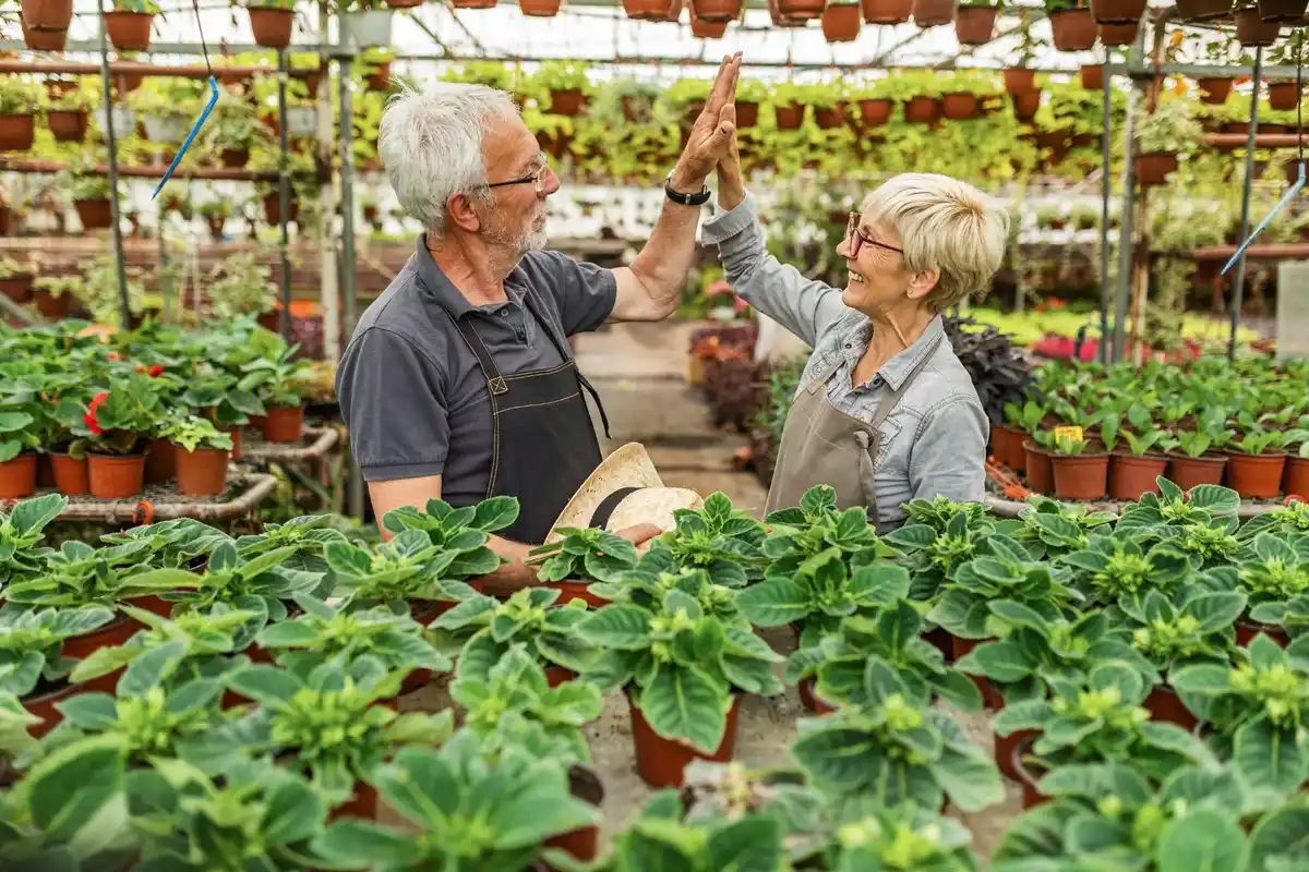 elderly hands vertical garden greenhouse netherlands