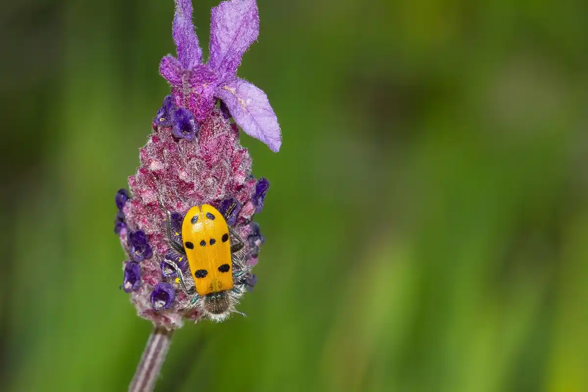 ladybug eating aphids natural garden closeup