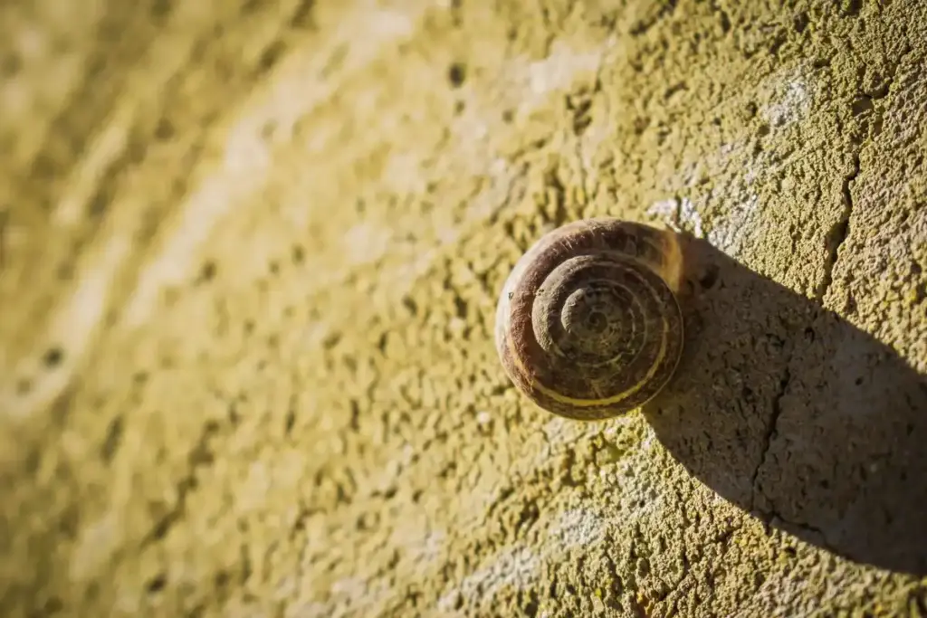snail infestation Dutch vegetable garden spring
