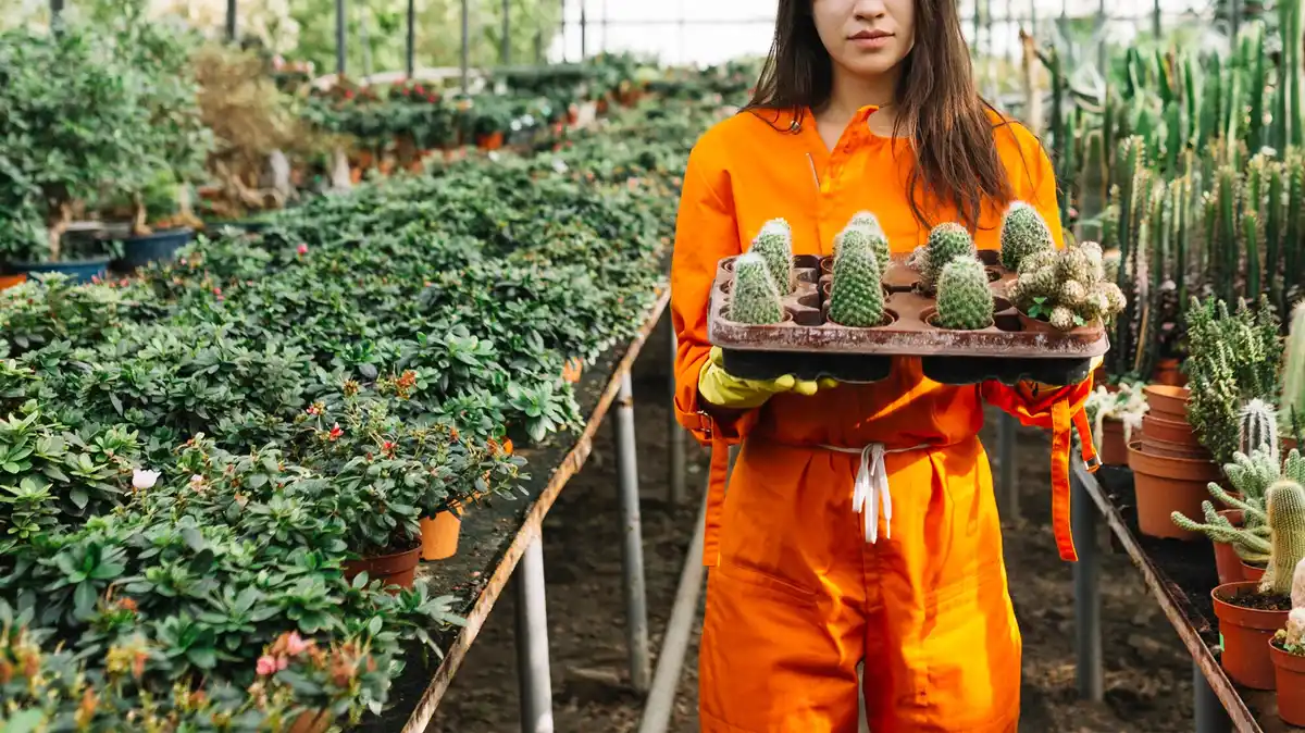 dutch garden seeds comparison supermarket nursery