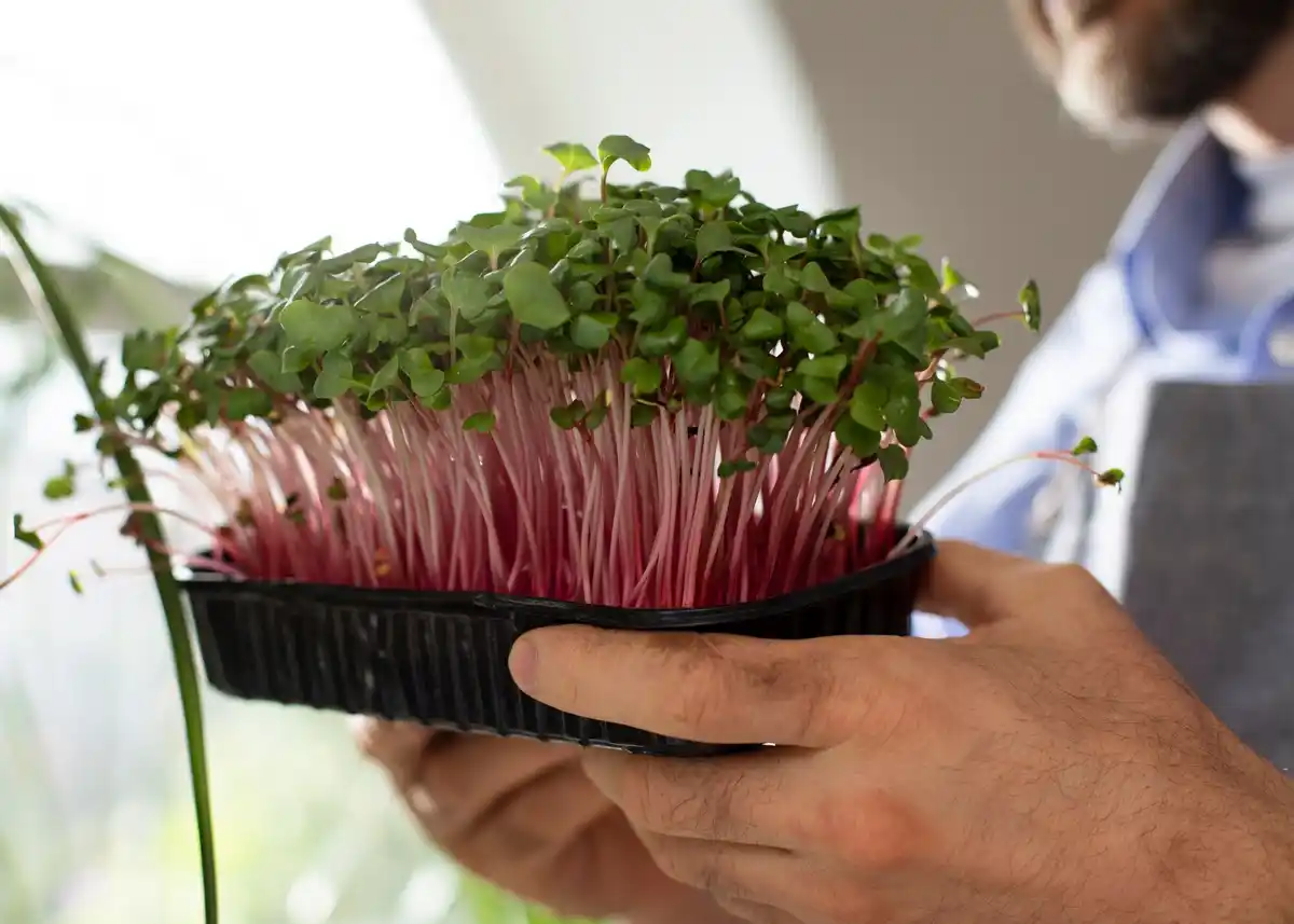 dutch plant nursery seeds
