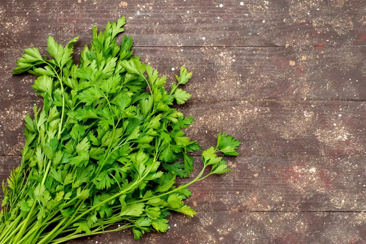 fresh parsley on kitchen counter with sunlight