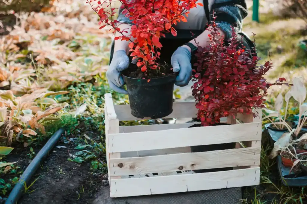 planting flower bulbs autumn netherlands backyard