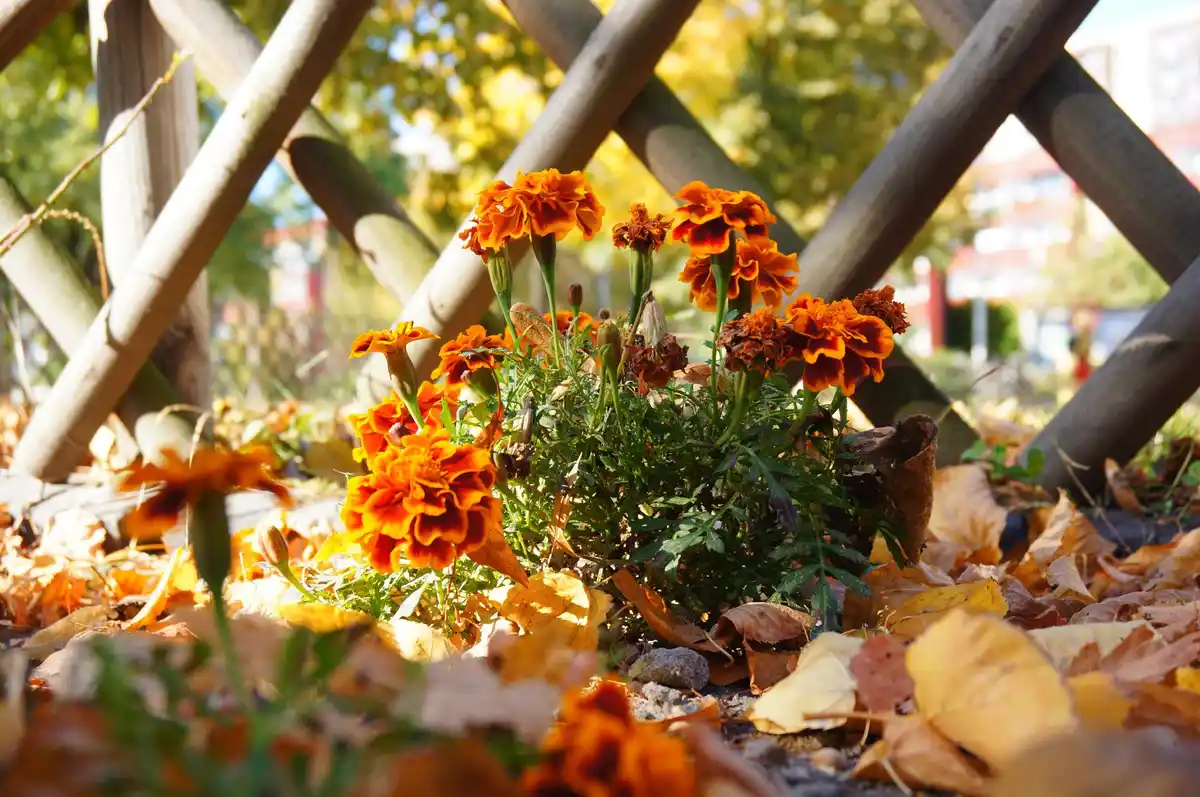 autumn garden planting flower bulbs netherlands