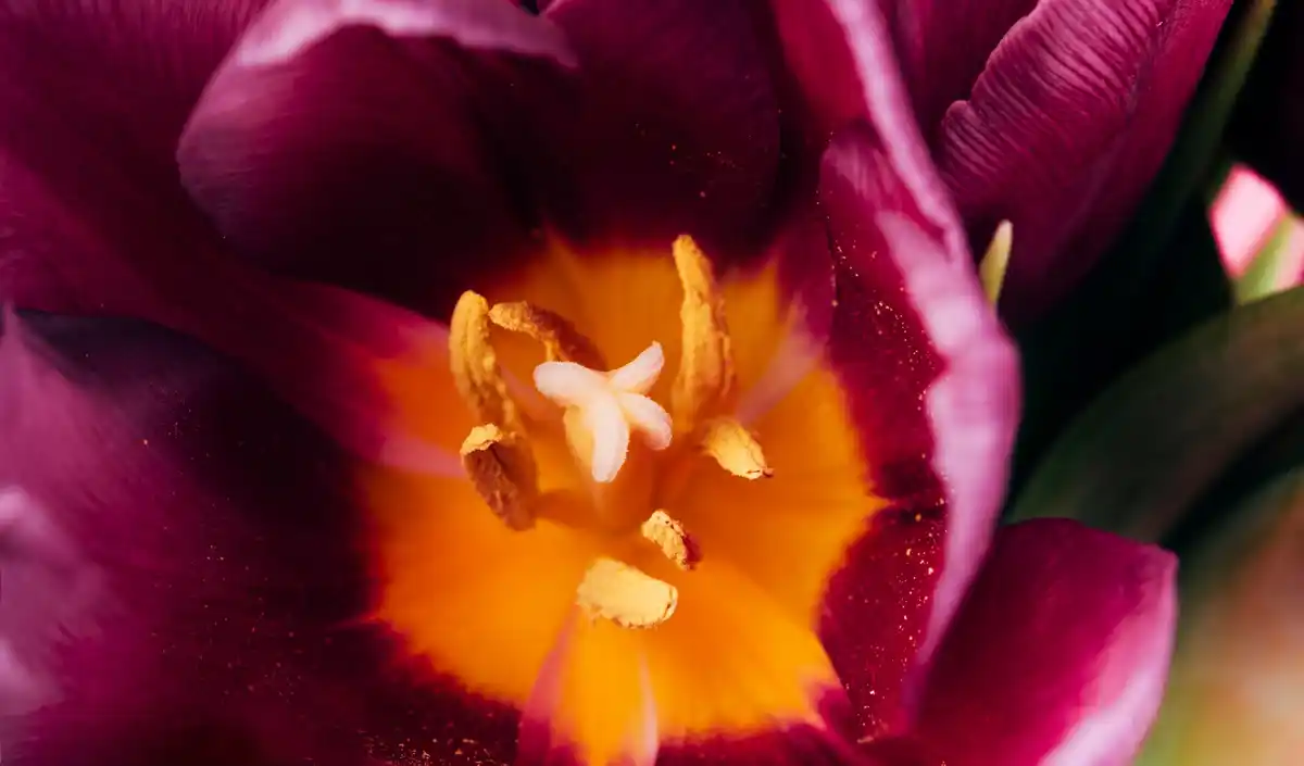 colorful flower bulbs planting autumn netherlands closeup