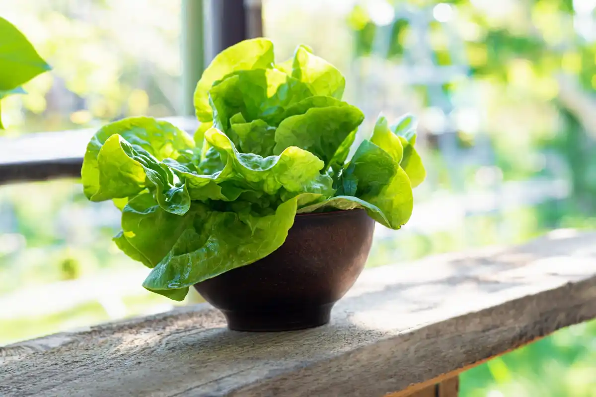 dutch urban balcony vegetable garden endive spring