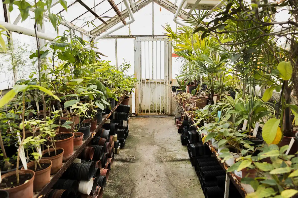 Dutch greenhouse with closed windows overheated plants