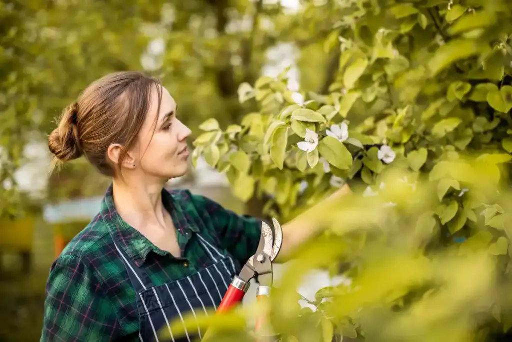 stressed apple tree in Dutch garden