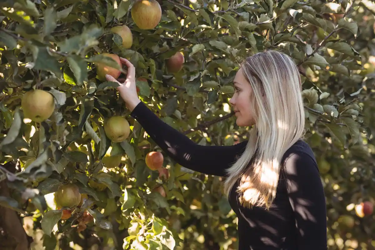 Dutch apple tree with no fruits