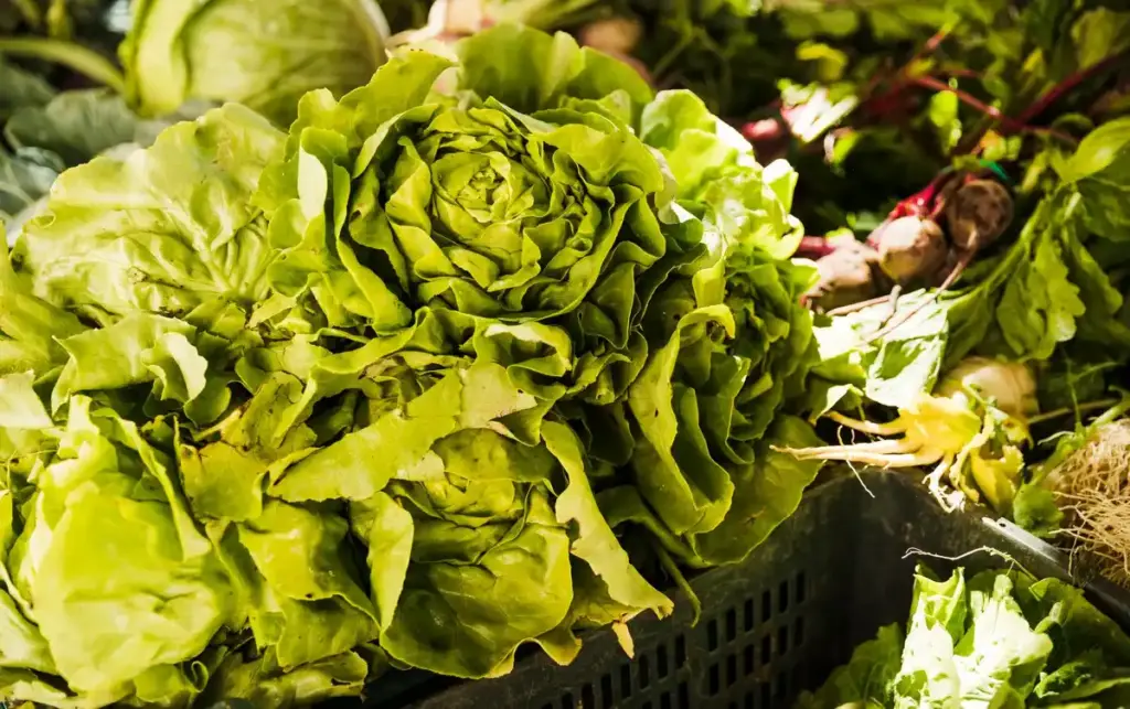 slow growing lettuce home garden Netherlands