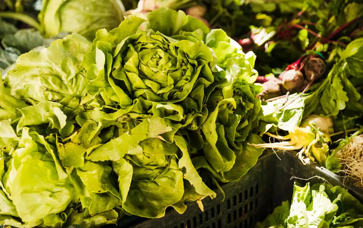 slow growing lettuce home garden Netherlands