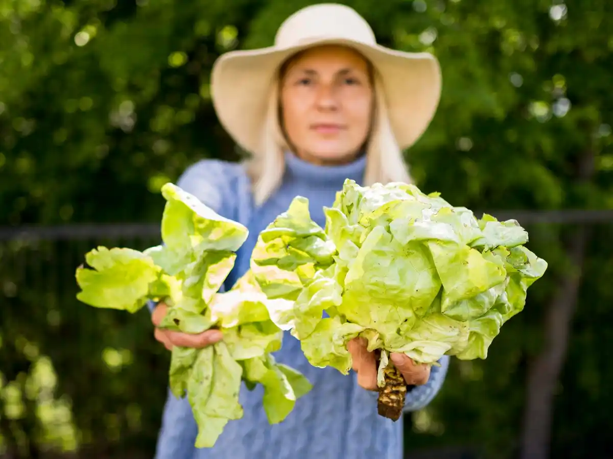 slow growing lettuce garden Netherlands