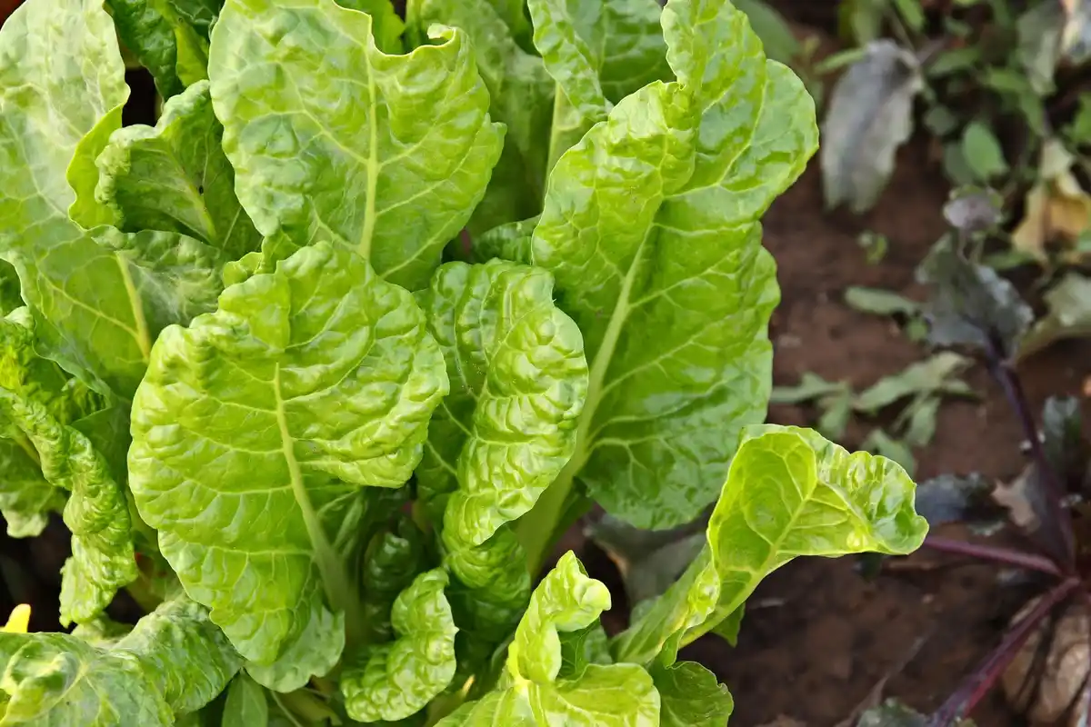 Dutch home garden lettuce sunlight closeup